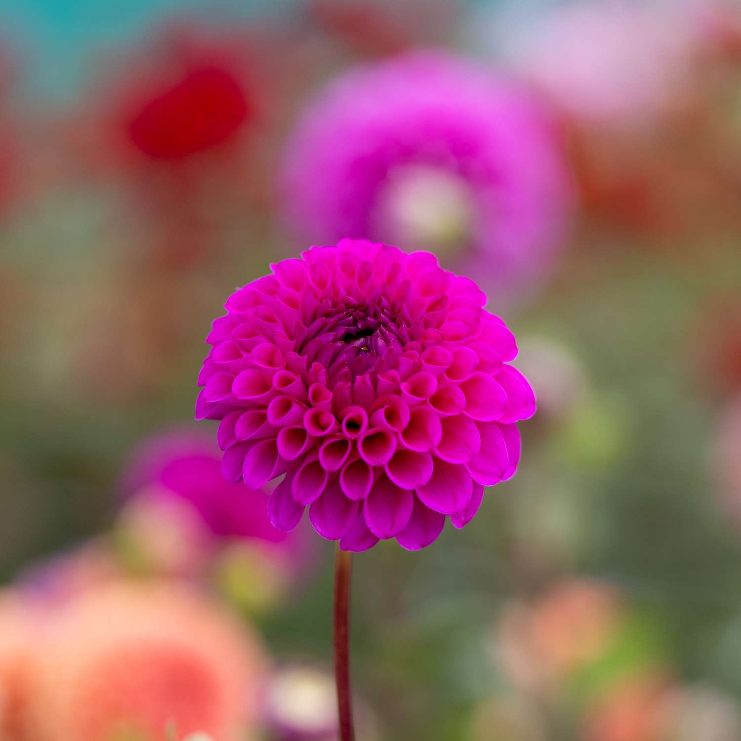 Dahlie 'Cryfield Harmony'